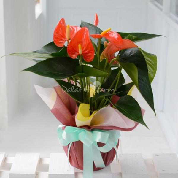 Chậu Giấy Gói Hoa Hồng Môn 040