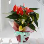 Chậu Giấy Gói Hoa Hồng Môn 039