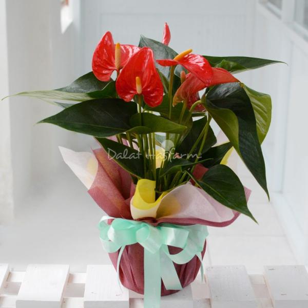 Chậu Giấy Gói Hoa Hồng Môn 039