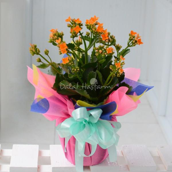 Chậu Giấy Gói Hoa Sống Đời 042