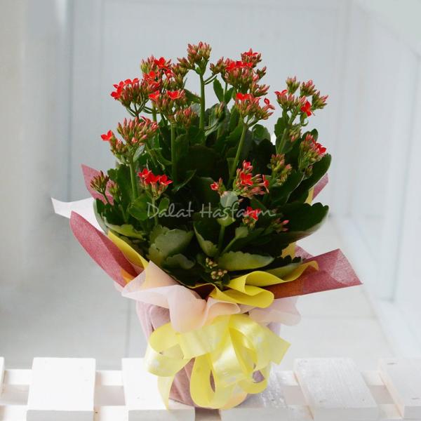 Chậu Giấy Gói Sống Đời 053