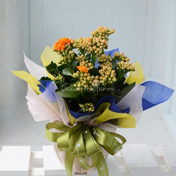 Chậu Giấy Gói Hoa Sống Đời 048