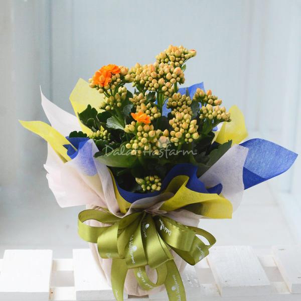 Chậu Giấy Gói Hoa Sống Đời 050