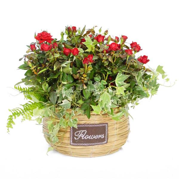 Chậu Hoa Thiết Kế Yêu Thương 055