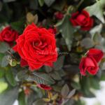 Chậu Hoa Thiết Kế Yêu Thương 053