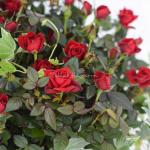 Chậu Hoa Thiết Kế Yêu Thương 055