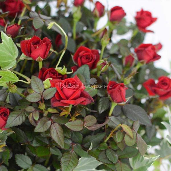 Chậu Hoa Thiết Kế Yêu Thương 055