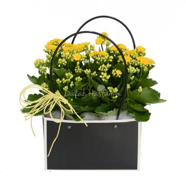 Chậu Hoa Thiết Kế Trường Thọ 054