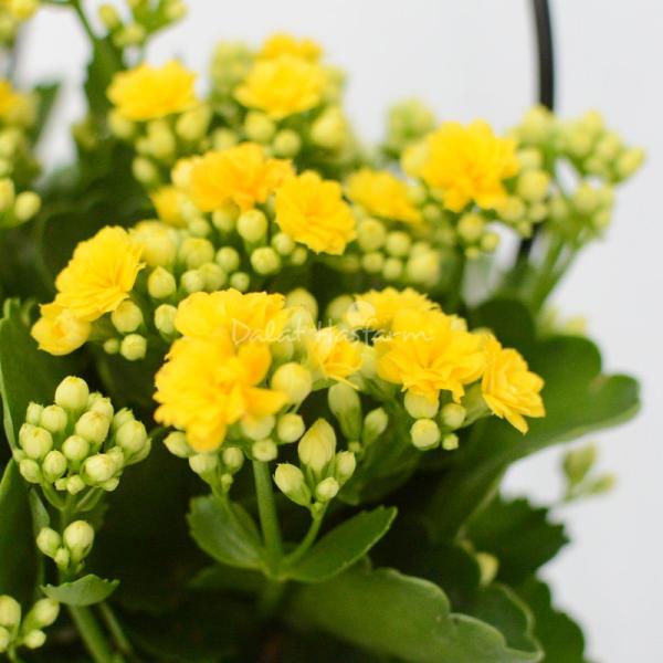 Chậu Hoa Thiết Kế Trường Thọ 054