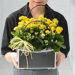 Chậu Hoa Thiết Kế Trường Thọ 054