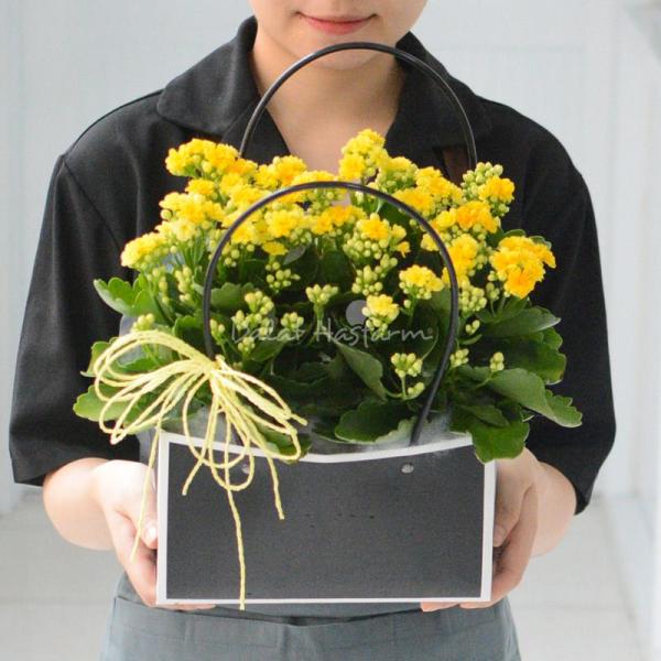 Chậu Hoa Thiết Kế Trường Thọ 054