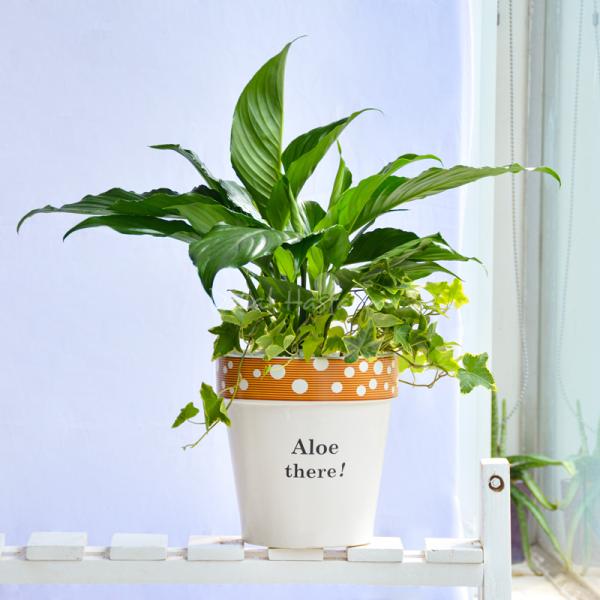 Chậu Cây Thiết Kế Trong Lành 101