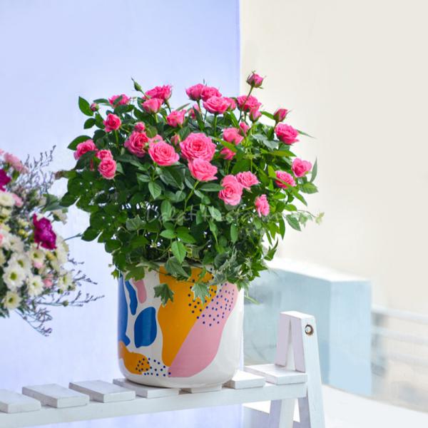 Chậu Hoa Thiết Kế Yêu Thương 102