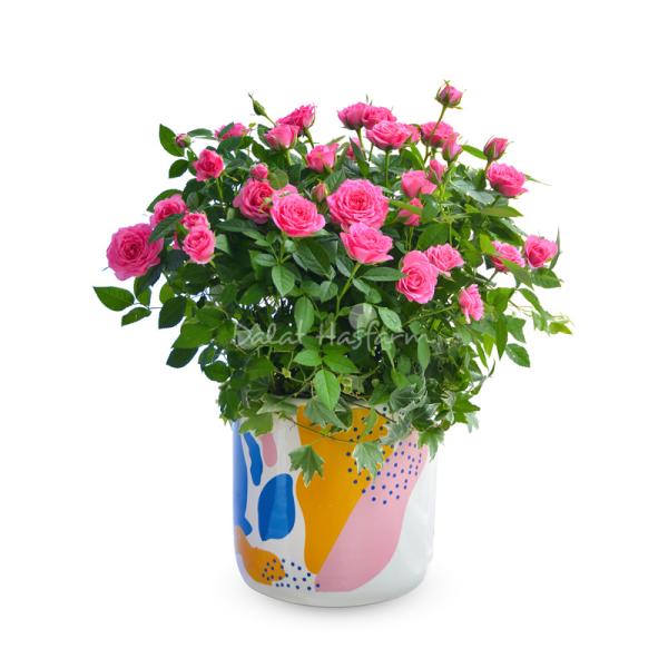 Chậu Hoa Thiết Kế Yêu Thương 122