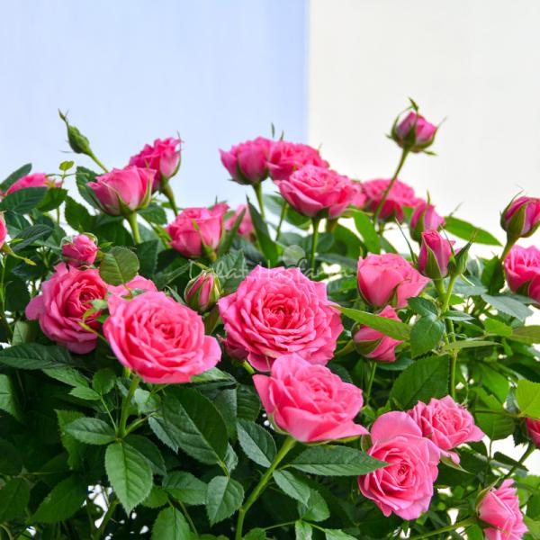 Chậu Hoa Thiết Kế Yêu Thương 102