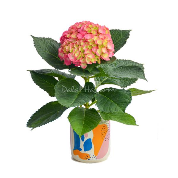 Chậu Hoa Thiết Kế  Chân Thành 104