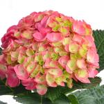 Chậu Hoa Thiết Kế  Chân Thành 104