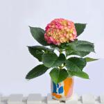 Chậu Hoa Thiết Kế  Chân Thành 104