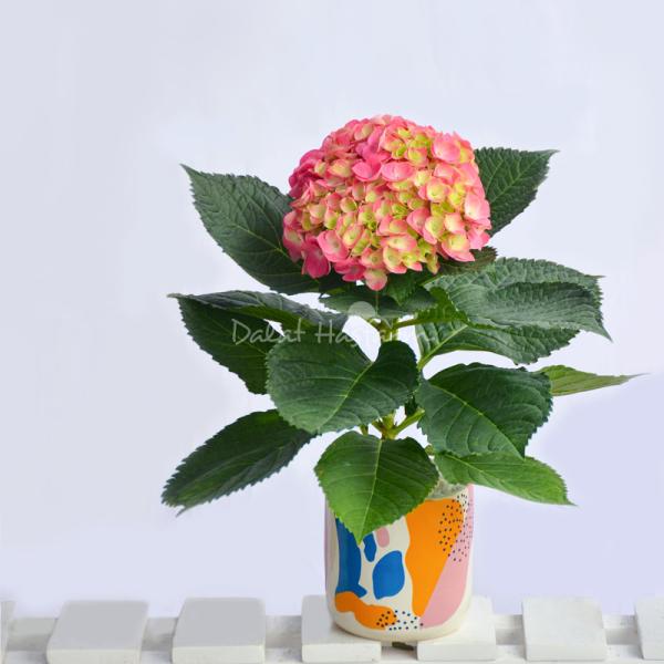 Chậu Hoa Thiết Kế  Chân Thành 104