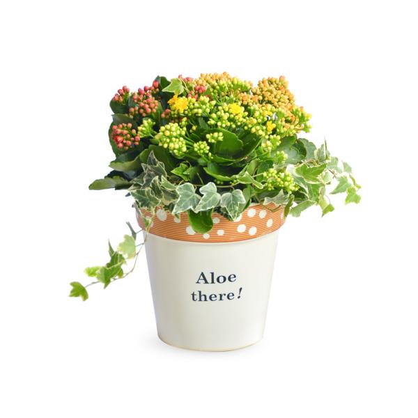 Chậu Hoa Thiết Kế Trường Thọ 106