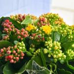 Chậu Hoa Thiết Kế Trường Thọ 106