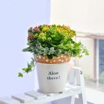 Chậu Hoa Thiết Kế Trường Thọ 106