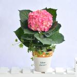 Chậu Hoa Thiết Kế Chân Thành 105