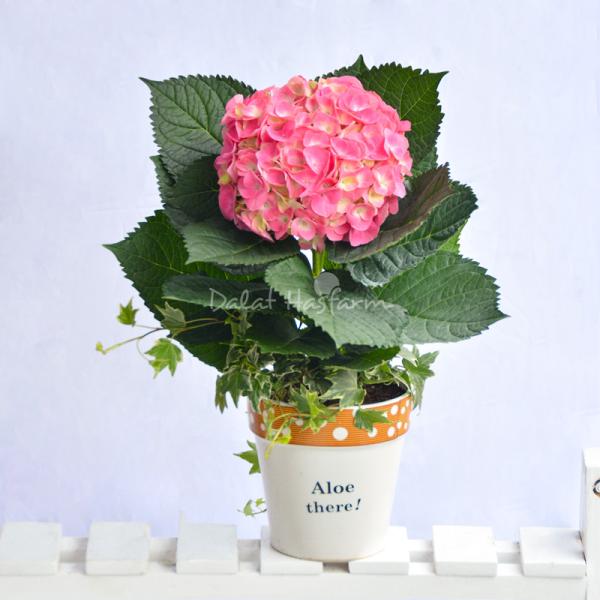 Chậu Hoa Thiết Kế Chân Thành 105