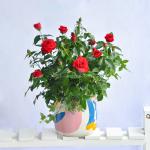 Chậu Hoa Thiết Kế Yêu Thương 107