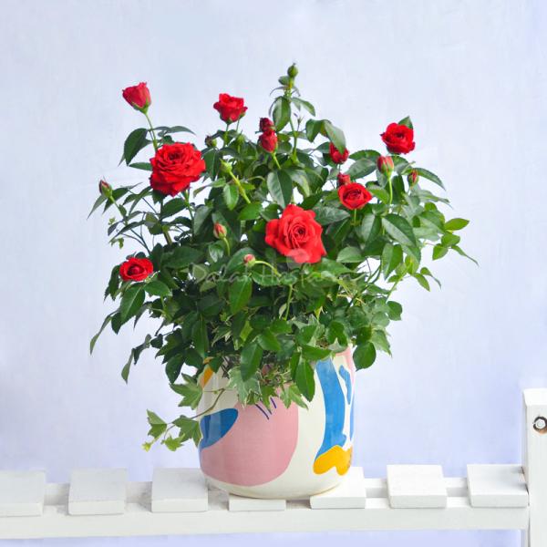 Chậu Hoa Thiết Kế Yêu Thương 107