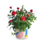 Chậu Hoa Thiết Kế Yêu Thương 107