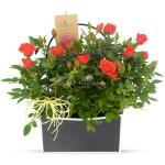 Chậu Hoa Thiết Kế Yêu Thương 053