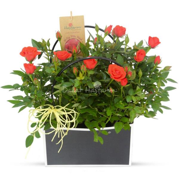 Chậu Hoa Thiết Kế Yêu Thương 053