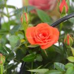 Chậu Hoa Thiết Kế Yêu Thương 053