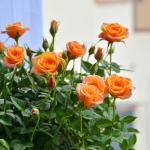 Chậu Hoa Thiết Kế Yêu Thương 110