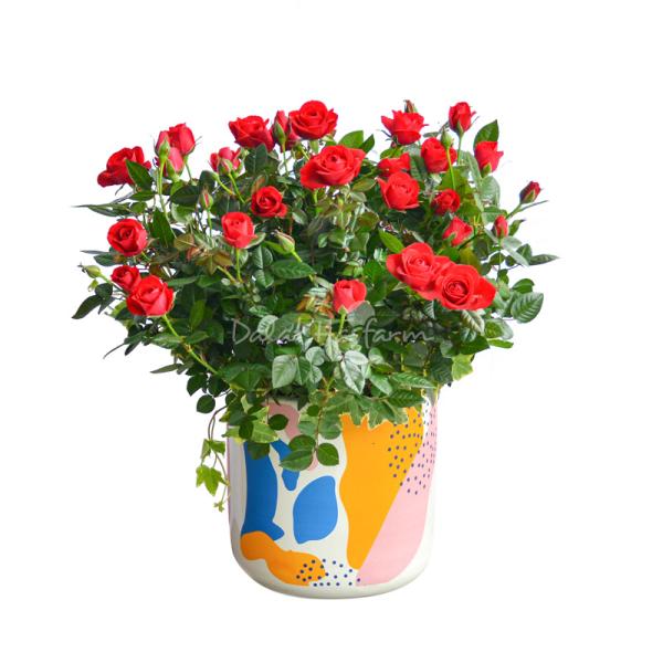 Chậu Hoa Thiết Kế Yêu Thương 109