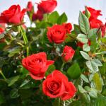 Chậu Hoa Thiết Kế Yêu Thương 109