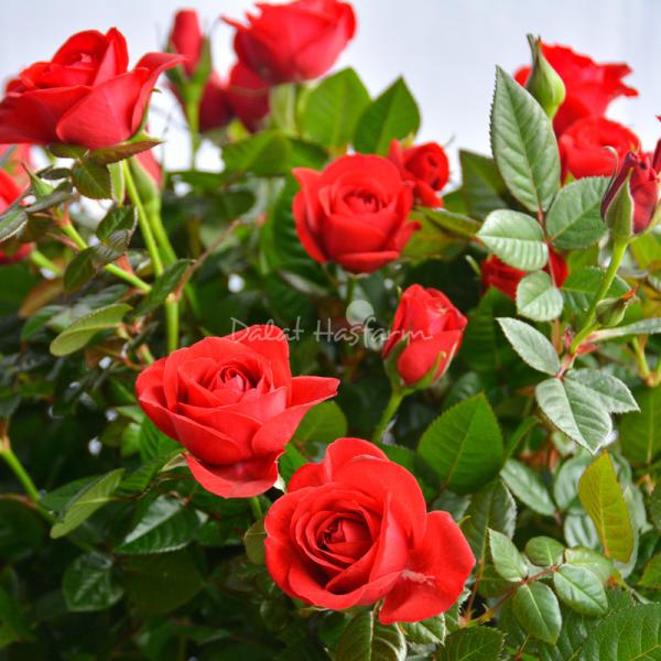 Chậu Hoa Thiết Kế Yêu Thương 109