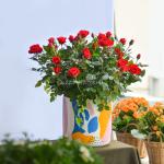 Chậu Hoa Thiết Kế Yêu Thương 109