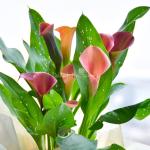 Chậu Giấy Gói Hoa Calla Lily 082