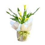 Chậu Giấy Gói Hoa Calla Lily 082