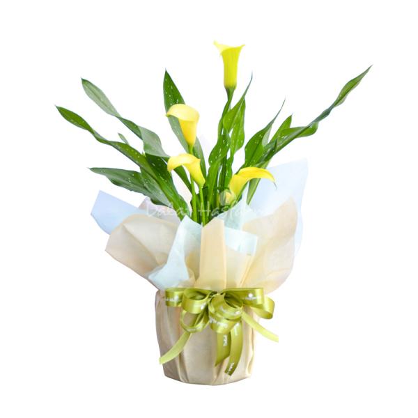 Chậu Giấy Gói Hoa Calla Lily 082