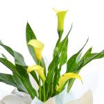 Chậu Giấy Gói Hoa Calla Lily 082