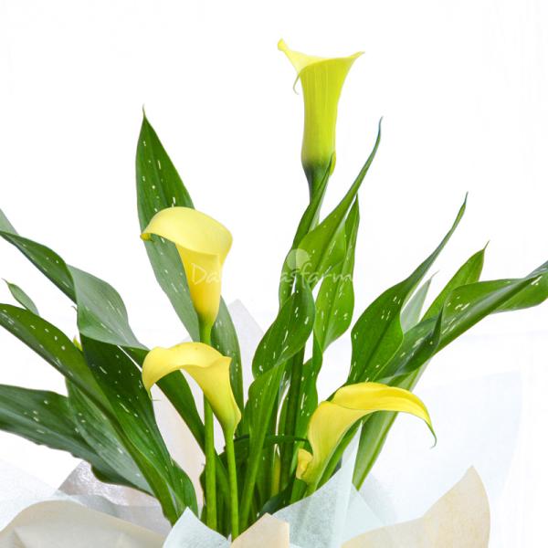 Chậu Giấy Gói Hoa Calla Lily 082