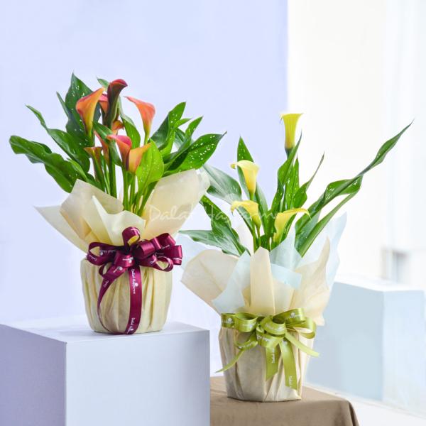 Chậu Giấy Gói Hoa Calla Lily 082
