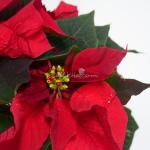 Chậu Hoa Thiết Kế Hân Hoan 058