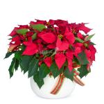 Chậu Hoa Thiết Kế Hân Hoan 058