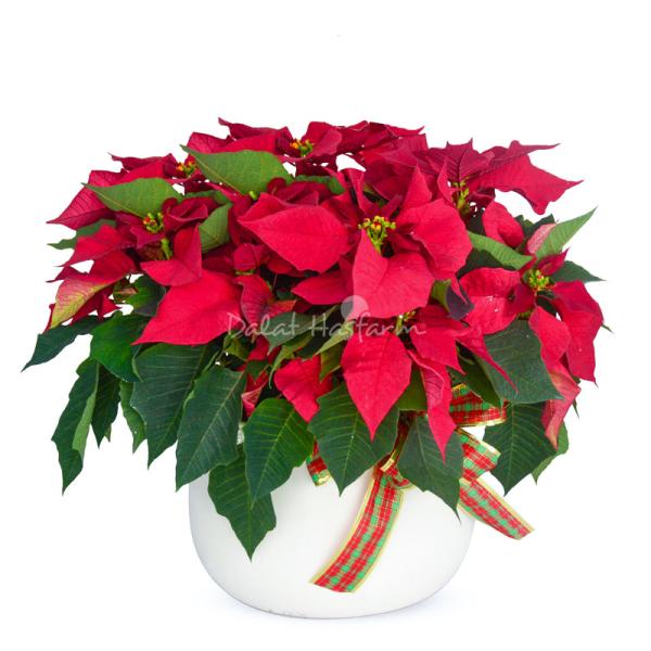 Chậu Hoa Thiết Kế Hân Hoan 058