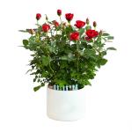 Plant4You - Chậu Hoa Hồng