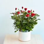 Plant4You - Chậu Hoa Hồng